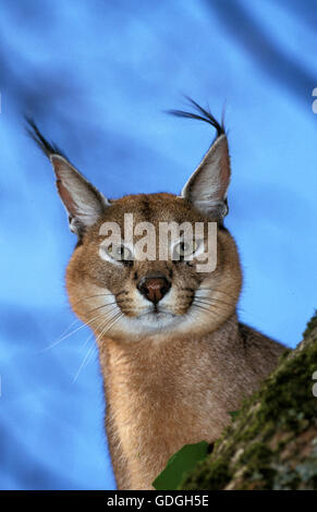 Caracal Caracal Caracal, Porträt von Erwachsenen Stockfoto