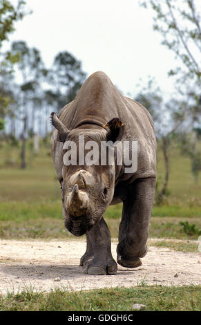 SPITZMAULNASHORN Diceros Bicornis, Erwachsene Stockfoto