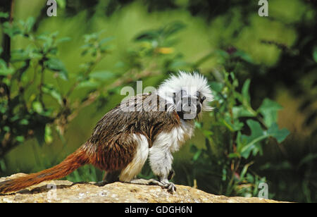 Baumwolle Top Tamarin, Saguinus Ödipus, Erwachsene auf Felsen Stockfoto