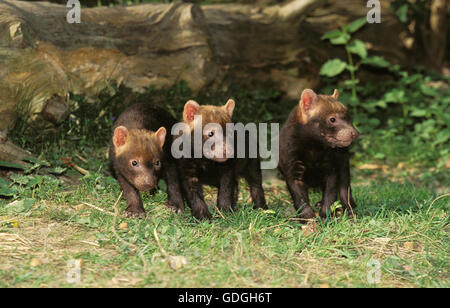 Bush Hund oder Essig Fox, Speothossogar Venaticus, Pup Stockfoto