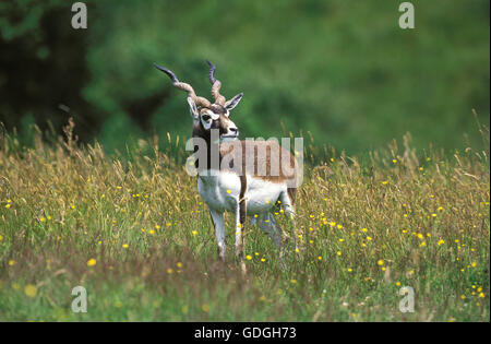 BLACKBUCK ANTILOPE Antilope Cervicapra, Männer IN langen GRASS Stockfoto