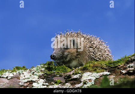 Europäische Igel Erinaceus Europaeus, Erwachsenen gegen blauen Himmel, Normandie Stockfoto