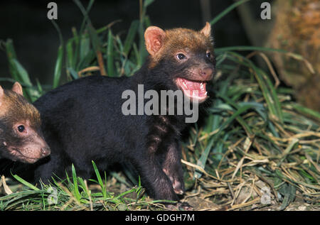 BUSH Hund oder Essig FOX Speothossogar Venaticus, junge Aufruf für Mutter Stockfoto