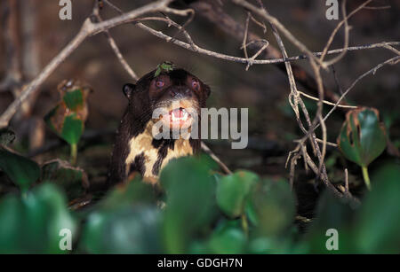 RIESENOTTER Pteronura Brasiliensis, Leiter EMERGING, PANTANAL IN Brasilien Stockfoto