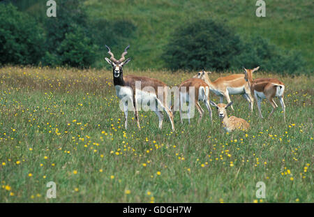 Blackbuck Antilope, magische Cervicapra, Männchen und Weibchen lange Gras Stockfoto