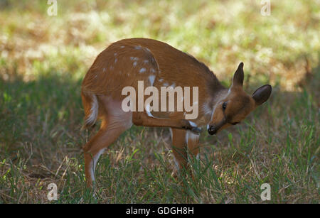 BUSCHBOCK Tragelaphus Scriptus, YOUNG FEMALE IN KRUGER PARK, Südafrika Stockfoto