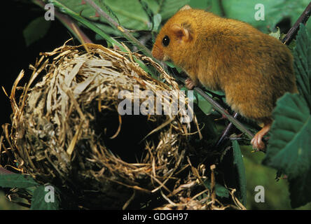 Erwachsenen Haselmaus Muscardinus Avellanarius in der Nähe von NEST Stockfoto