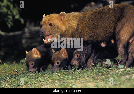 Bush Hund oder Essig Fox, Speothossogar Venaticus, Mutter mit Jungtier Stockfoto