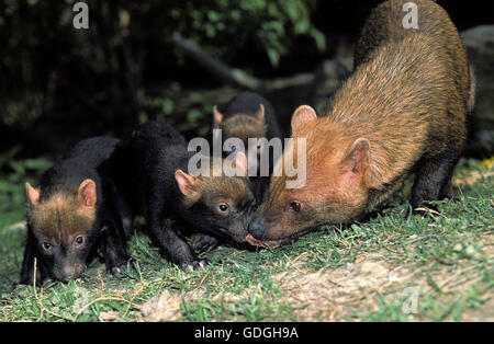 Bush Hund oder Essig Fox, Speothossogar Venaticus, Mutter mit Jungtier Stockfoto