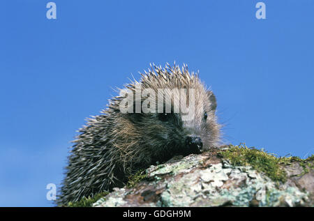 Europäische Igel Erinaceus Europaeus, Erwachsenen gegen blauen Himmel, Normandie Stockfoto