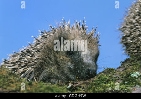 Europäische Igel Erinaceus Europaeus, Erwachsenen gegen blauen Himmel, Normandie Stockfoto