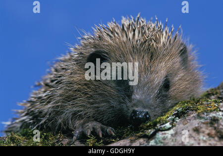 Europäische Igel Erinaceus Europaeus, Erwachsenen gegen blauen Himmel, Normandie Stockfoto