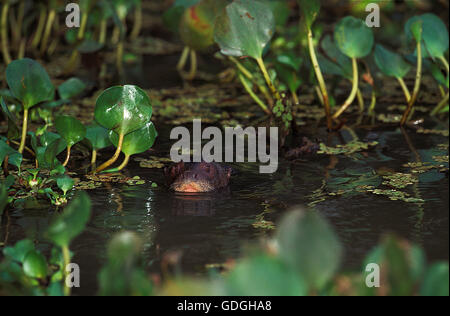 RIESENOTTER Pteronura Brasiliensis, Erwachsenen entstehen aus Wasser, PANTANAL IN Brasilien Stockfoto