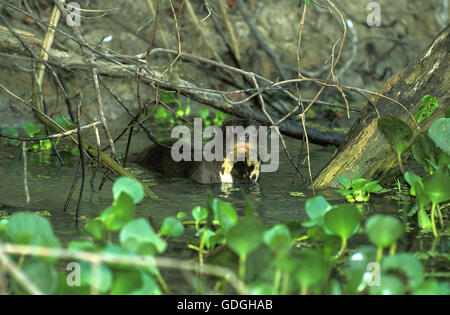 Riesenotter Pteronura Brasiliensis, Erwachsene im Fluss, Pantanal in Brasilien Stockfoto