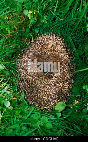 Europäische Igel Erinaceus Europaeus, Erwachsenen aufgerollt auf Rasen Stockfoto