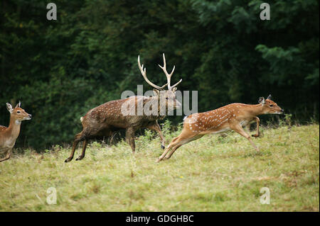 SIKA Hirsch Cervus Nippon, Männchen und Weibchen ausgeführt Stockfoto