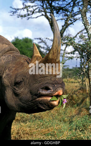 SPITZMAULNASHORN Diceros Bicornis, ADULT füttern, Kenia Stockfoto