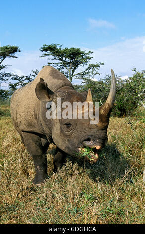 Spitzmaulnashorn Diceros Bicornis, Erwachsenen Essen, Kenia Stockfoto