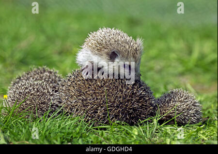 Europäische Igel Erinaceus Europaeus, Mutter rollte sich mit YOUNG ON ITS zurück Stockfoto