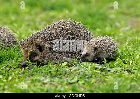 Europäische Igel Erinaceus Europaeus, Mutter mit jungen Stockfoto