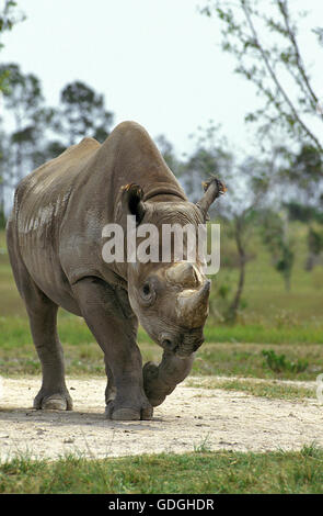 Spitzmaulnashorn Diceros bicornis Stockfoto