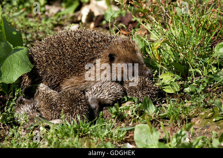 Europäische Igel Erinaceus Europaeus, Weibchen mit jungen, Normandie Stockfoto