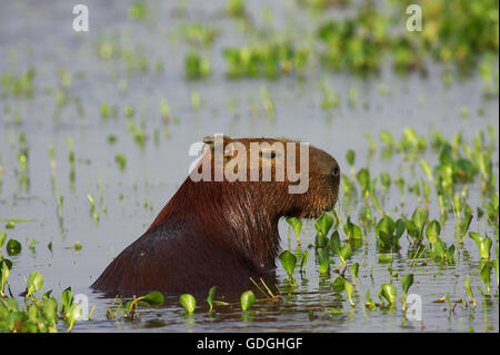 Capybara, Hydrochoerus Hydrochaeris, das größte Nagetier der Welt, Erwachsene im Sumpf, Los Lianos in Venezuela Stockfoto