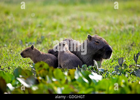 Capybara, Hydrochoerus Hydrochaeris, Mutter mit Jungtier im Sumpf, Los Lianos in Venezuela Stockfoto