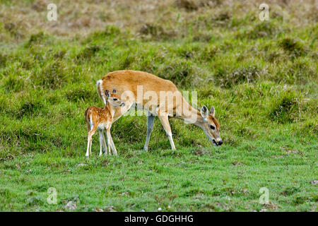 Weiß - angebundene Rotwild, Odocoileus Virginianus, Mutter und Kitz Stockfoto