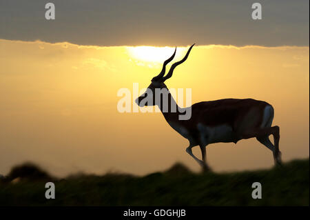 Blackbuch Antilope, magische Cervicapra, Silhouette männlich Stockfoto