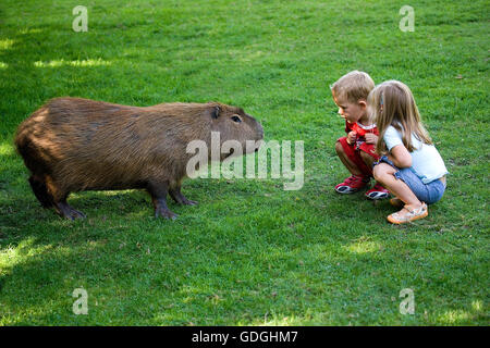 Kinder mit Capybara, Hydrochoeris Hydrochaeris, Zoo in der Normandie Stockfoto