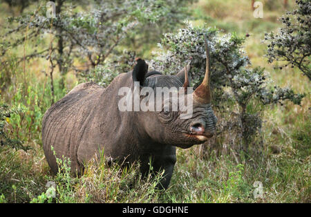 Spitzmaulnashorn Diceros Bicornis, Lake Nakuru in Kenia Stockfoto