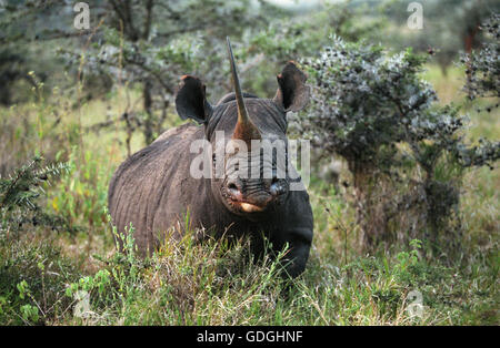 SPITZMAULNASHORN Diceros Bicornis, Erwachsene IN BUSH, Kenia Stockfoto