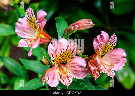 Rosa Alstromeria Blumen in einem Garten. Stockfoto