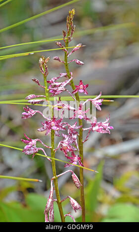 Blumen von der Blotched Hyazinthe-Orchidee (Dipodium Variegatum) in der Royal National Park, Sydney, Australien Stockfoto