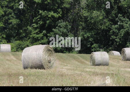 Frisch geschnitten und Ballen Runde Heuballen in einem Feld von Kleinbauern Stockfoto