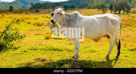 Brahman friedlich in einem Feld stehen, an einem sonnigen Tag in der Nähe von Mount Glorious in Queensland, Australien Stockfoto