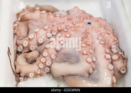 frischen rohen Oktopus auf Eis im Markt Stockfoto