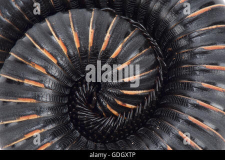 Afrikanischen Riesen Tausendfüßler (Mardonius Parilis Acuticonus) Stockfoto