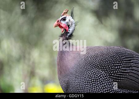 Budva, Montenegro - A behelmter Perlhühner (Numida Meleagris) Stockfoto