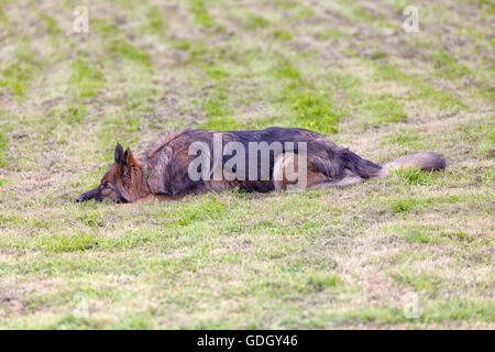 Deutscher Schäferhund liegend auf dem Rasen einen Befehl wartet, ist er Alarm mit seinen Augen auf. Stockfoto