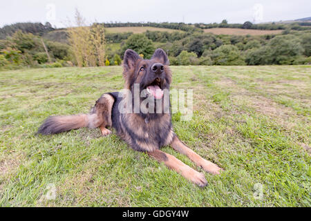 Deutscher Schäferhund liegend auf der Wiese oberhalb der Kamera nachschlagen Stockfoto