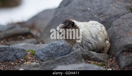 Hoary Marmot in Mount Rainier Stockfoto