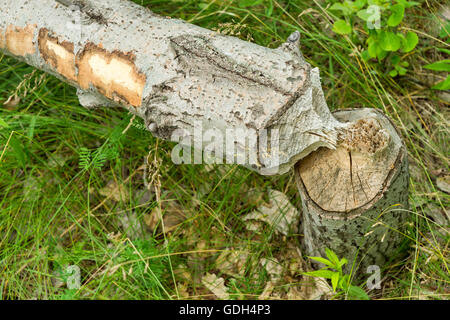 Baum gefällt durch Biber in der Nähe von Montreal, Kanada Stockfoto