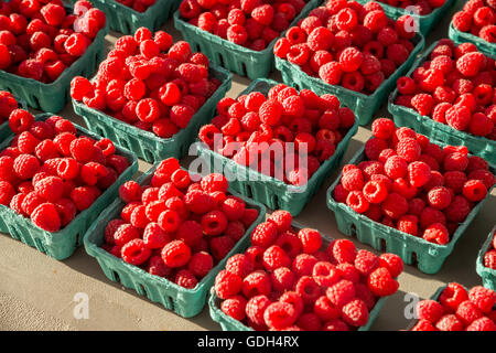 Frische Himbeeren in Körben auf dem Markt Stockfoto