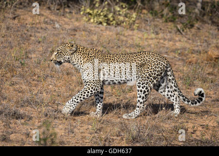 Fuß, Leopard (Panthera Pardus), Timbavati Game Reserve, Südafrika Stockfoto