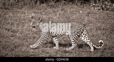 Fuß, Leopard (Panthera Pardus), Timbavati Game Reserve, Südafrika Stockfoto