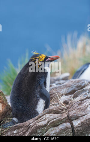 Ein macaroni Penguin (eudyptes chrysolophus), East Falkland, South Atlantic, Falkland Inseln Stockfoto