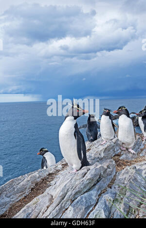 Gruppe von rockhopper Pinguine (eudyptes chrysocome) auf einem Felsen, Südatlantik, East Falkland, Falkland Inseln Stockfoto