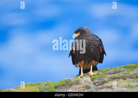 Südlicher Karakara (phalcoboenus australis), sea lion Island, Falkland Inseln Stockfoto